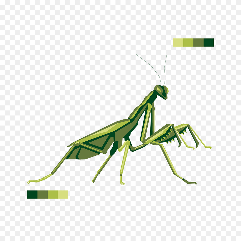 Praying Mantis Design On Behance, Animal, Insect, Invertebrate Free Png Download