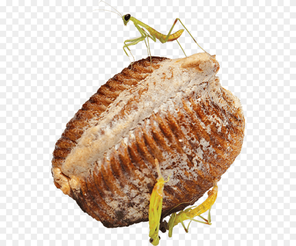 Praying Mantis Eggs, Animal, Insect, Invertebrate, Cricket Insect Png Image