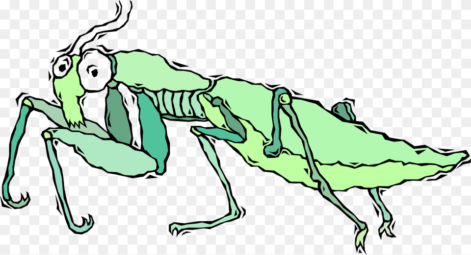 Praying Mantis Insect, Person Png Image