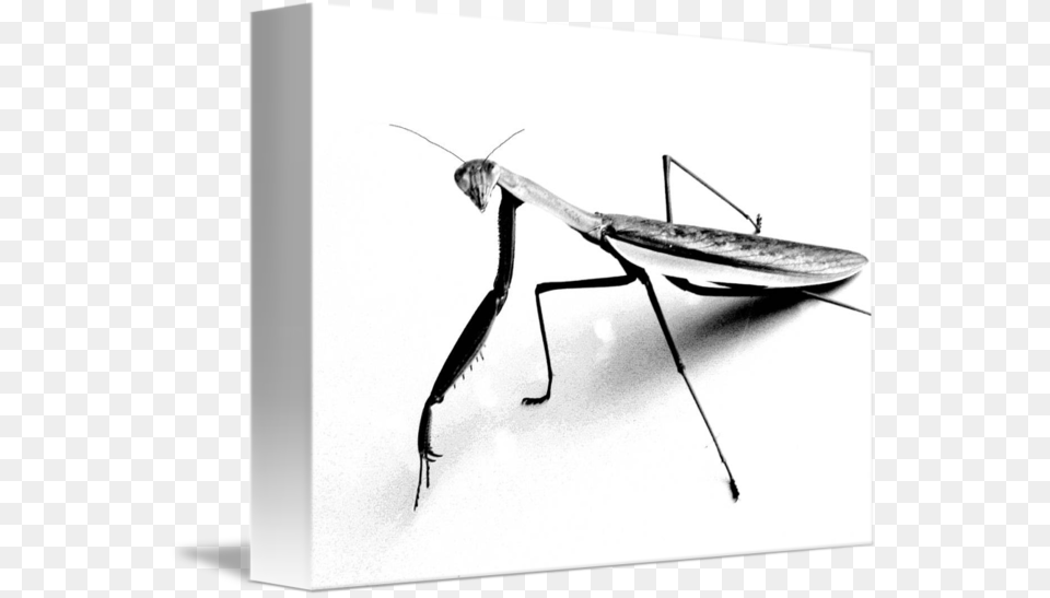 Praying Mantis Pencil Sketch, Animal, Insect, Invertebrate Png