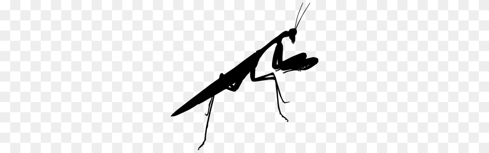 Praying Mantis Stickers Decals, Animal, Insect, Invertebrate Png Image