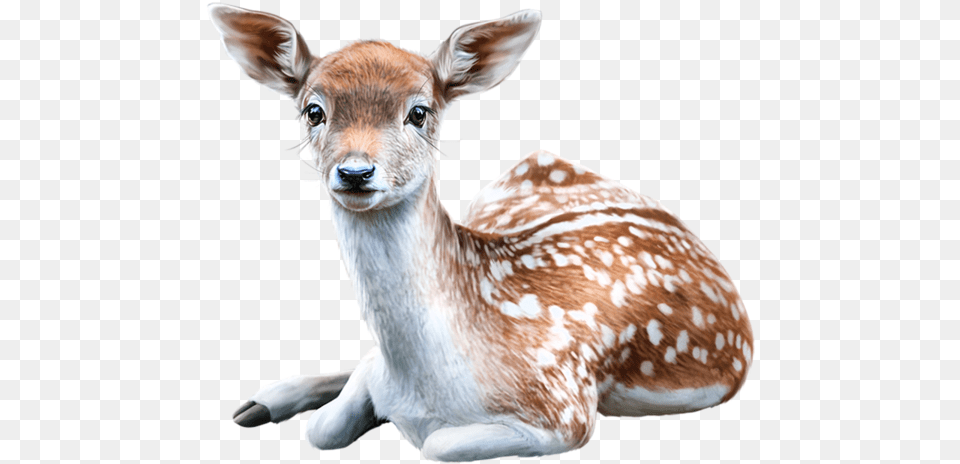 Pre Noel Des Animaux, Animal, Deer, Mammal, Wildlife Png