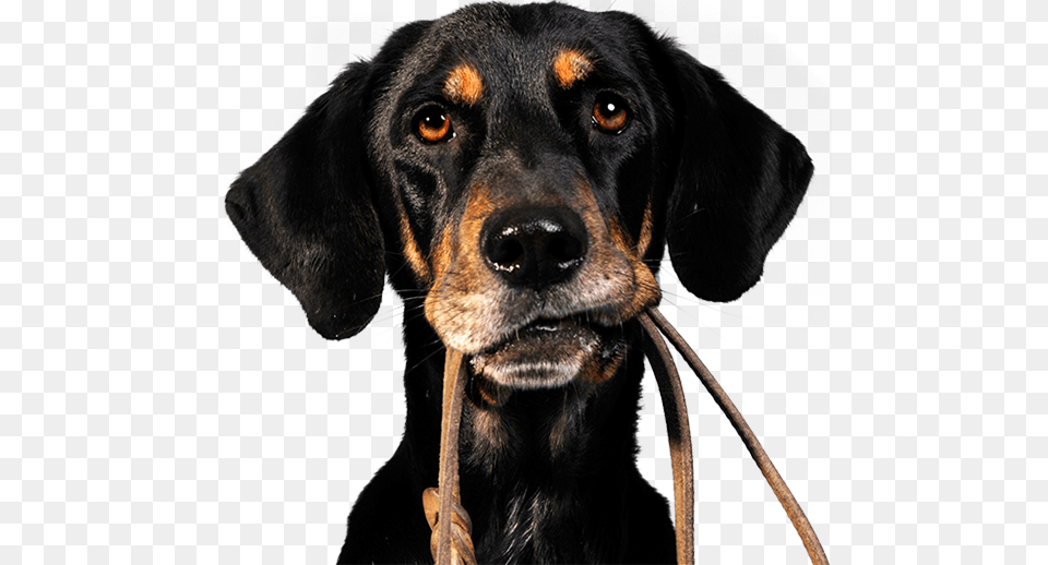 Precious Pets Is A Professional Dog Walking Amp Pet Sitting Take Your Dog For A Walk, Animal, Canine, Hound, Mammal Free Png Download