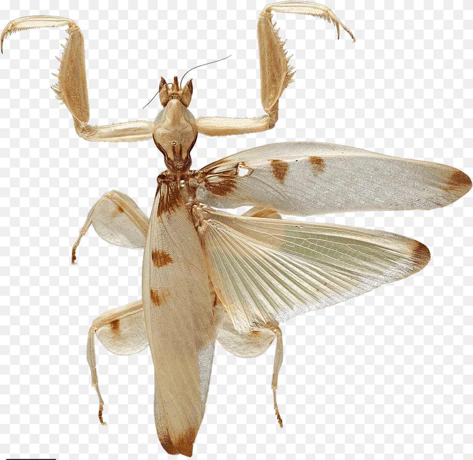 Predation On Pollinating Insects Shaped The Evolution Orchid Mantis, Animal, Cricket Insect, Insect, Invertebrate Png Image