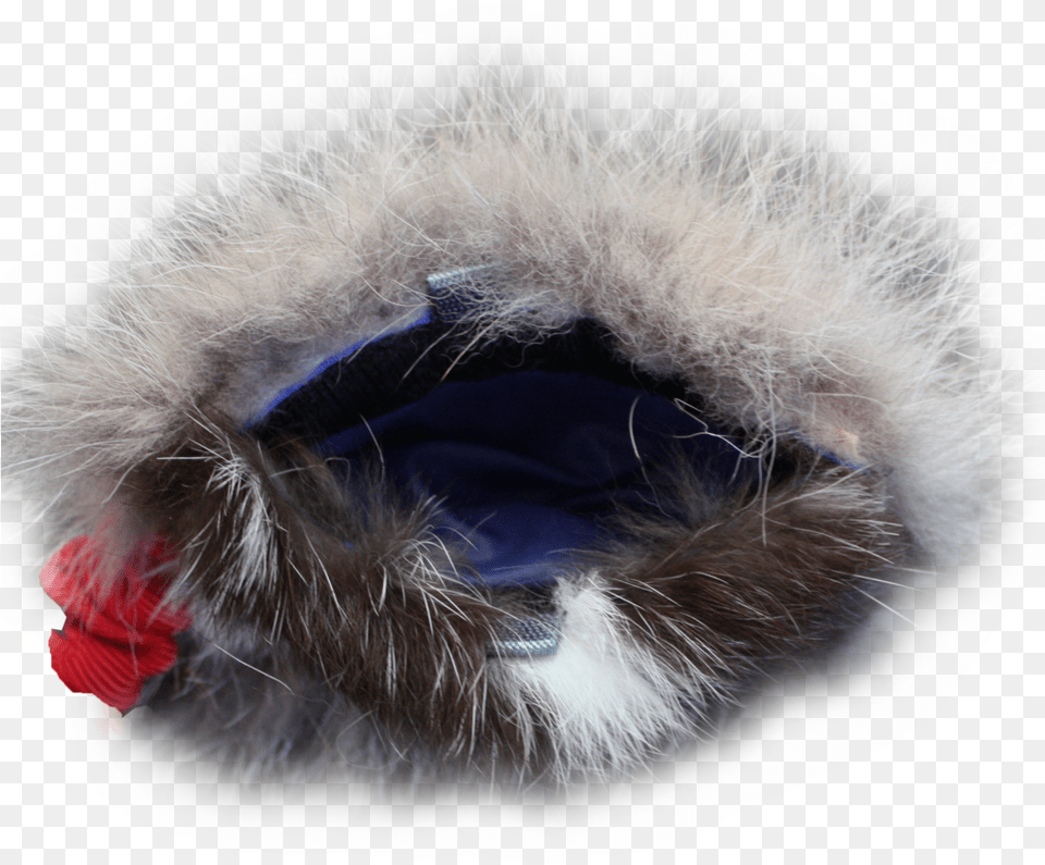 Predator Prey Bungee Reward Pouch Coyote Amp Rabbit, Clothing, Hat, Animal, Cat Free Png Download