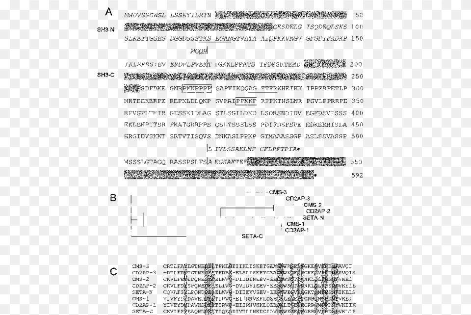 Predicted Protein Sequence Of Seta Sh3 Domain Containing Document, Gray, Lighting Free Png Download