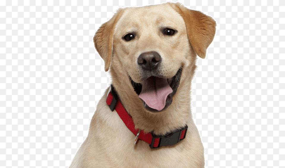 Preeti The Dog Kabir Singh, Animal, Canine, Labrador Retriever, Mammal Free Transparent Png
