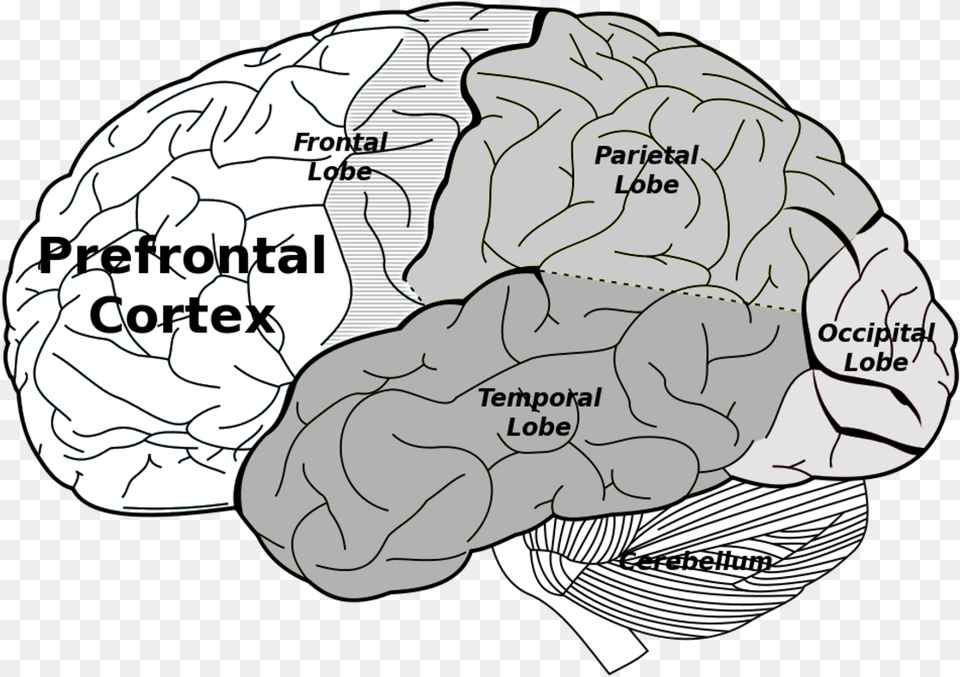 Prefrontal And Parietal Cortex, Ct Scan, Baby, Person, Diagram Free Transparent Png