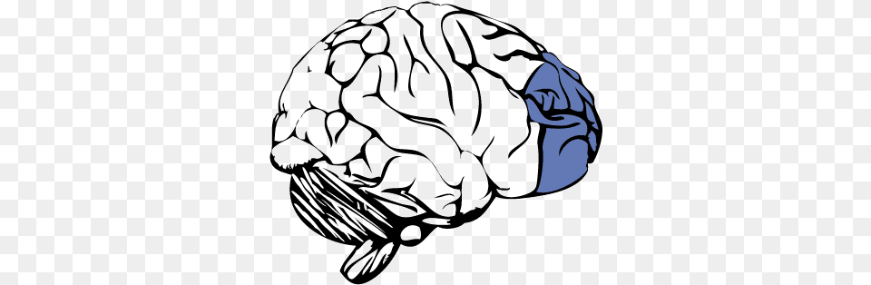 Prefrontal Cortex Of The Brain Prefrontal Cortex No Background, Person, Cap, Clothing, Hat Free Transparent Png