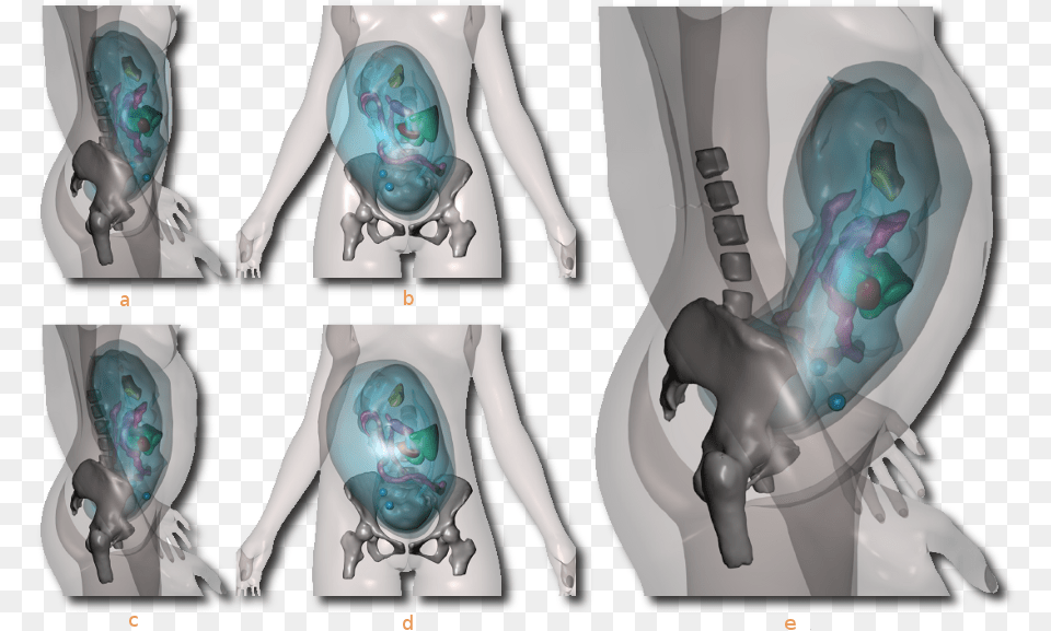 Pregnancy Anatomy Front View, Adult, Female, Person, Woman Free Png Download