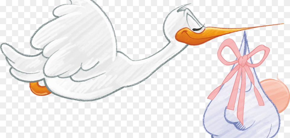 Pregnancy No Nos Imagem De Descoberta Da Gravidez, Animal, Bird, Waterfowl Free Png Download