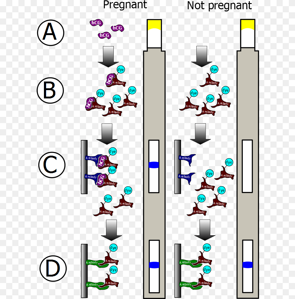 Pregnancy Testing Monoclonal Antibodies Free Png