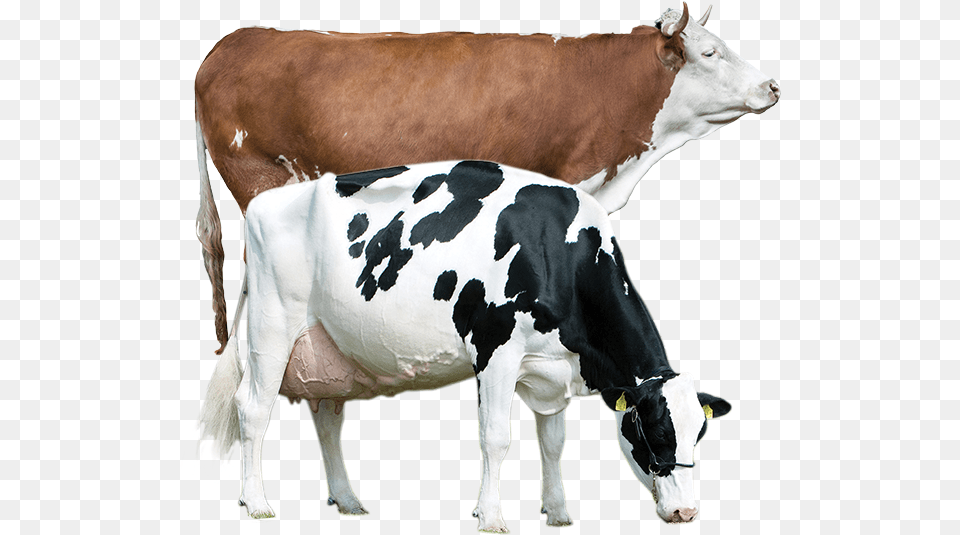 Pregnant Holstein Friesian Cows, Animal, Cattle, Cow, Dairy Cow Png Image