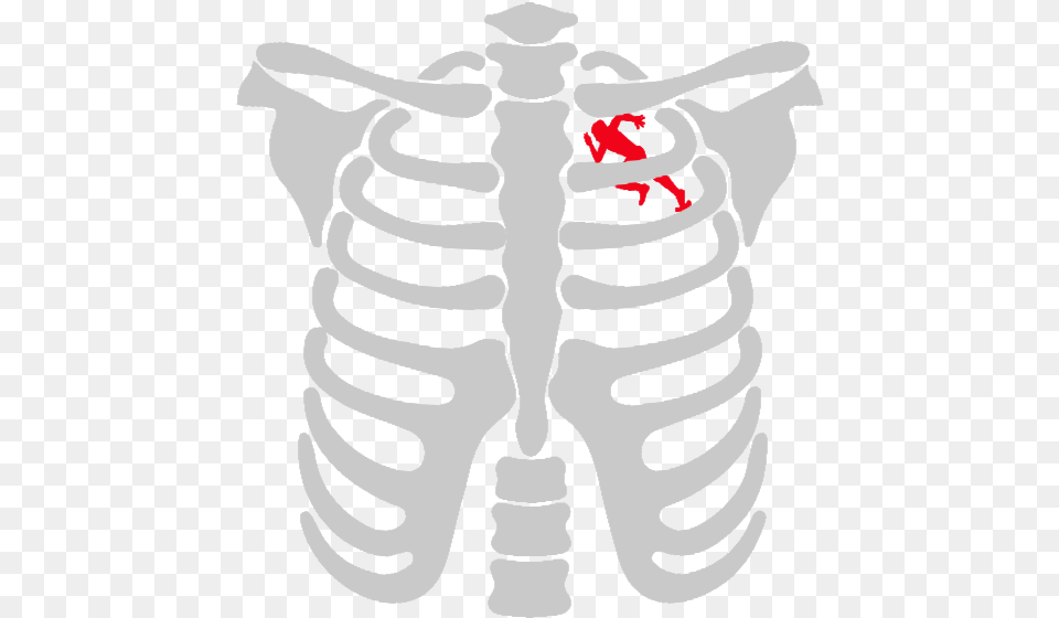 Pregnant Skeleton Vector, Baby, Person, Ct Scan Free Png Download