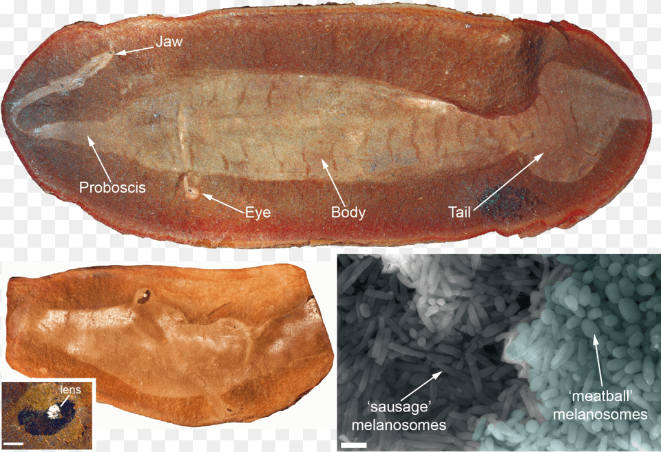Prehistoric Peepers Give Vital Clue In Solving 300 Tully Monster Full Fossil, Bread, Food, Seashell, Animal Free Png