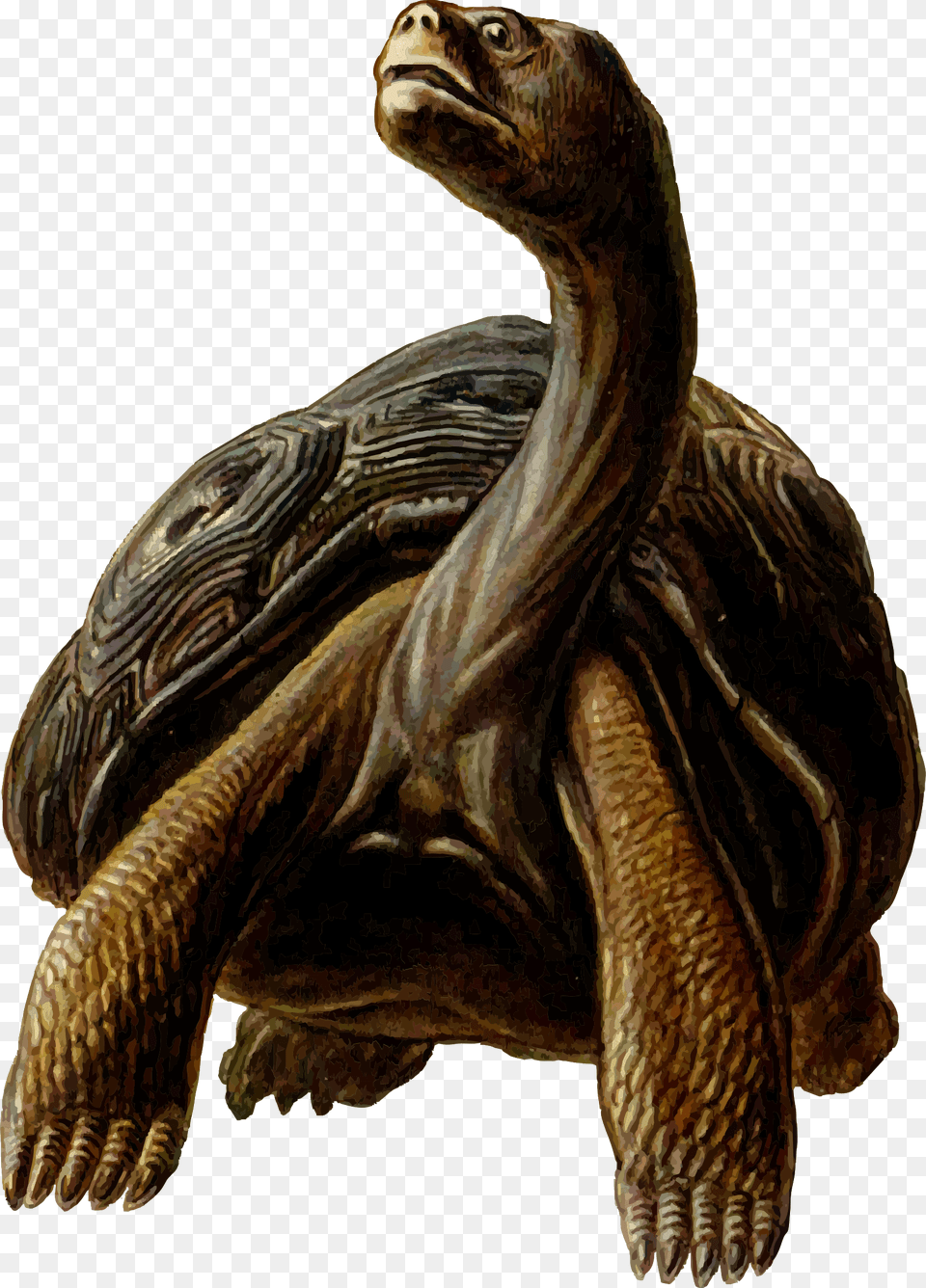 Prehistoric Tortoise Clipart, Animal, Reptile, Sea Life, Turtle Free Png