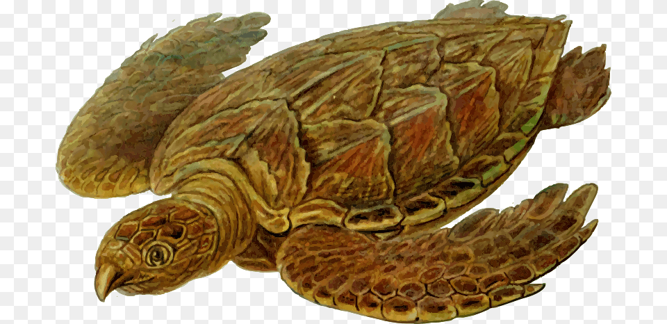 Prehistoric Tortoise Prehistoric Turtle Shower Curtain, Animal, Reptile, Sea Life, Sea Turtle Png