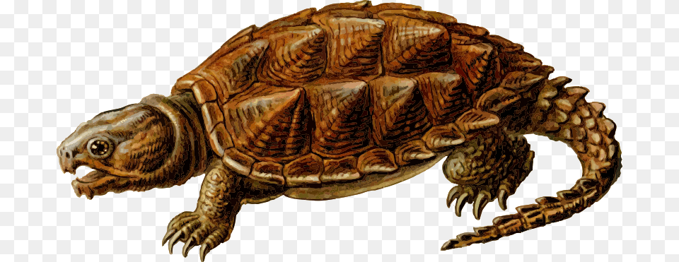 Prehistoric Turtle, Animal, Reptile, Sea Life, Tortoise Png