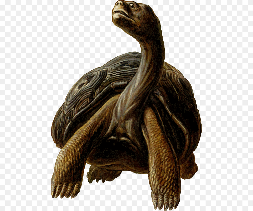 Prehistoric Turtle, Animal, Reptile, Sea Life, Tortoise Free Png Download