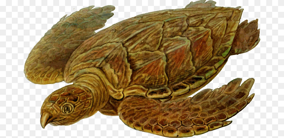Prehistoric Turtle, Animal, Reptile, Sea Life, Sea Turtle Free Png Download