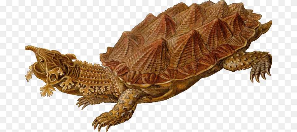 Prehistoric Turtle, Animal, Reptile, Sea Life, Tortoise Free Transparent Png