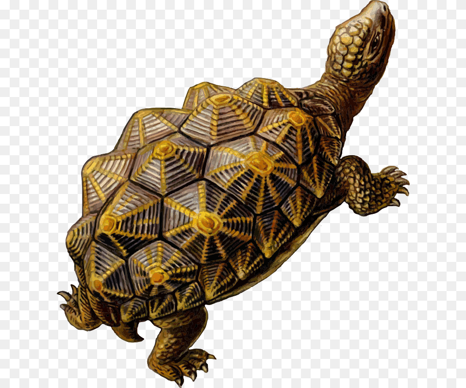 Prehistoric Turtle, Animal, Reptile, Sea Life, Tortoise Png