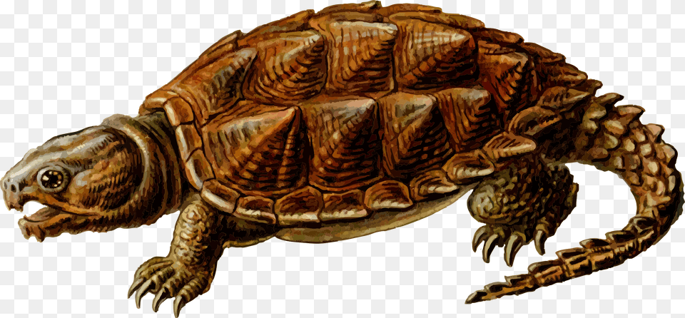 Prehistoric Turtle Clipart, Animal, Reptile, Sea Life, Tortoise Png