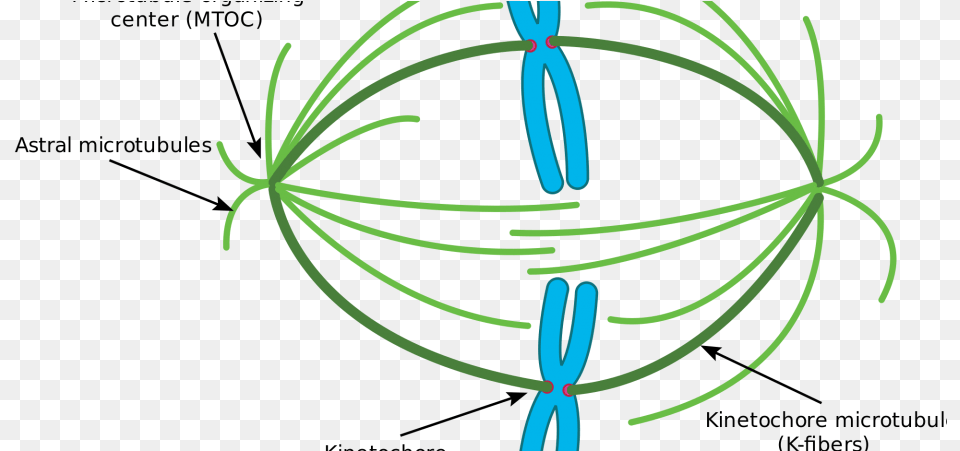 Premature Chromosome Condensation Market By Top Players Microtubule Organizing Center, Plant, Light Png