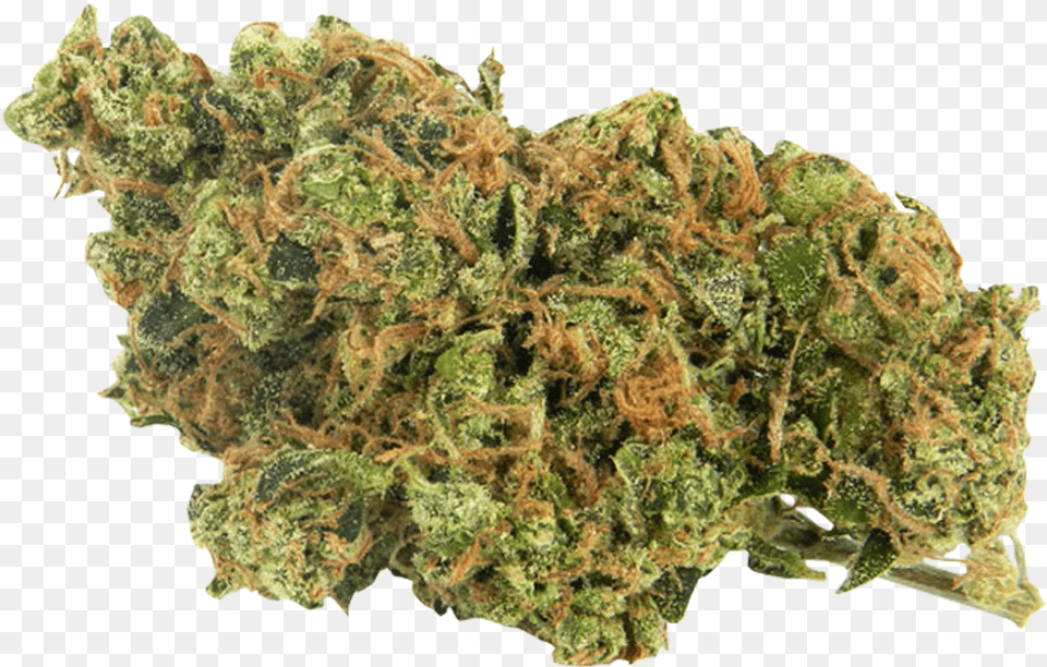 Premier Arizona Licensed Medical Cannabis Dispensary Sticky Sour Diesel Strain, Plant, Weed Free Png