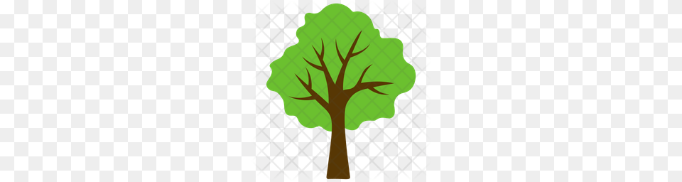 Premium Basswood Tree Icon Download, Leaf, Plant, Tree Trunk, Oak Free Png