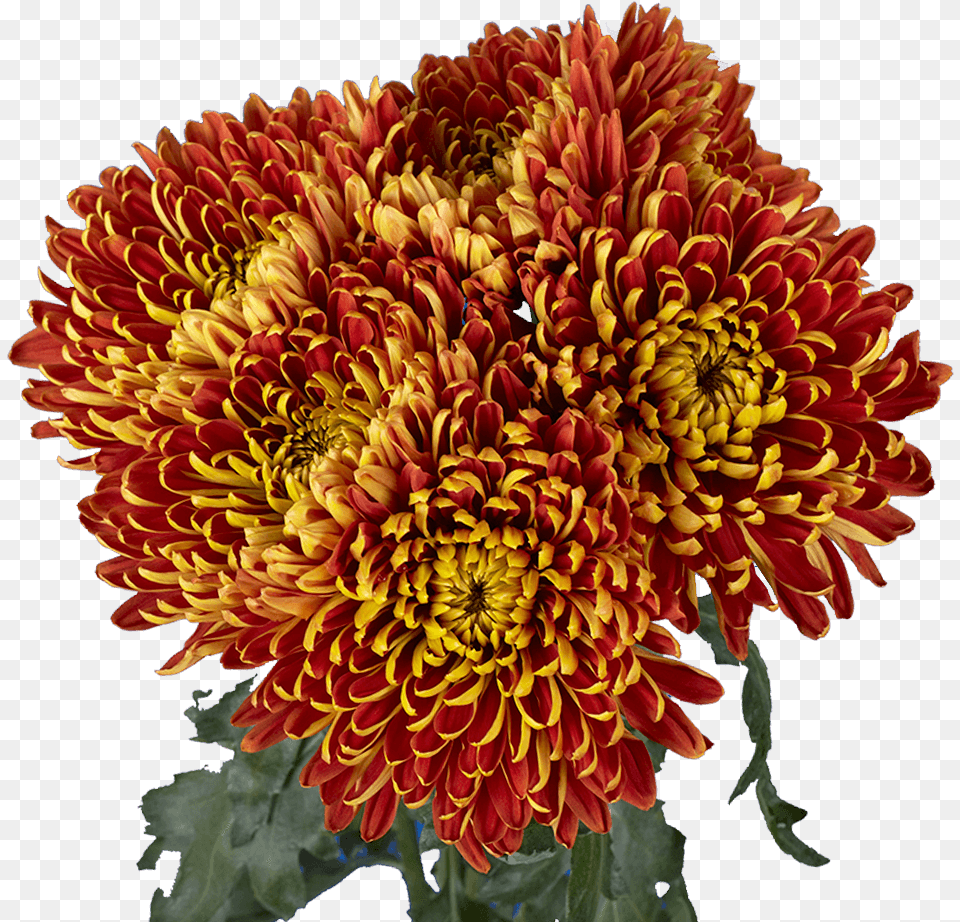 Premium Bronze Chrysanthemum Disbud Flowers Chrysanths, Dahlia, Flower, Plant, Flower Arrangement Free Png Download