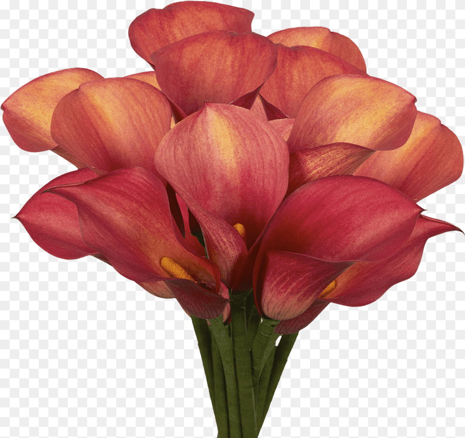 Premium Burgundy Red Calla Lily Flowers Tulip, Flower, Flower Arrangement, Flower Bouquet, Petal Png