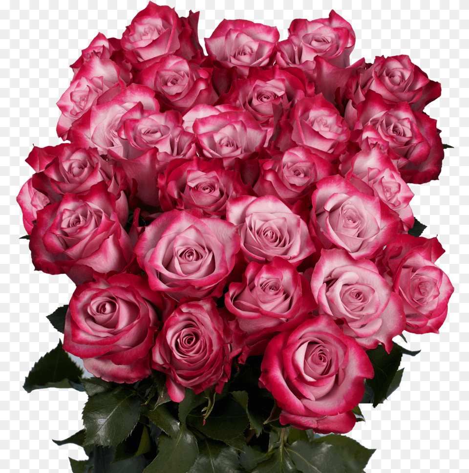 Premium Deep Purple Roses Beautiful Roses, Flower, Flower Arrangement, Flower Bouquet, Plant Png