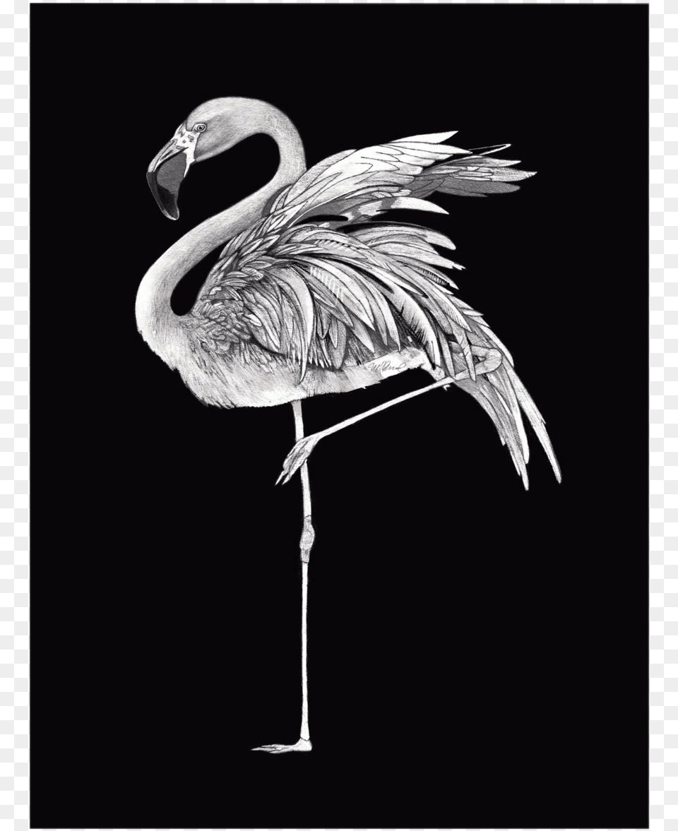 Premium Giclee Paper This Is A Thick Heavy Weight 310g Black Amp White Flamingo Kussenhoes Katoenflanel, Animal, Bird Free Png