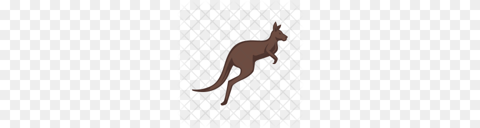 Premium Kangaroo Icon, Animal, Mammal Free Png