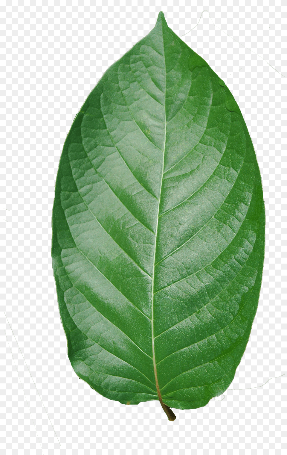 Premium Maeng Da, Leaf, Plant, Tree, Flower Png Image