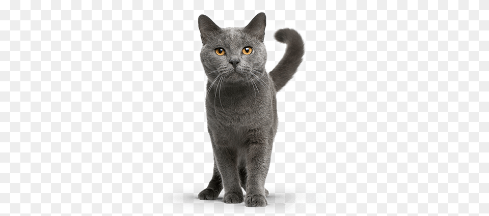 Premium Pastes In A New Dimension Gimcat English Chartreux Cat, Abyssinian, Animal, Mammal, Pet Free Transparent Png