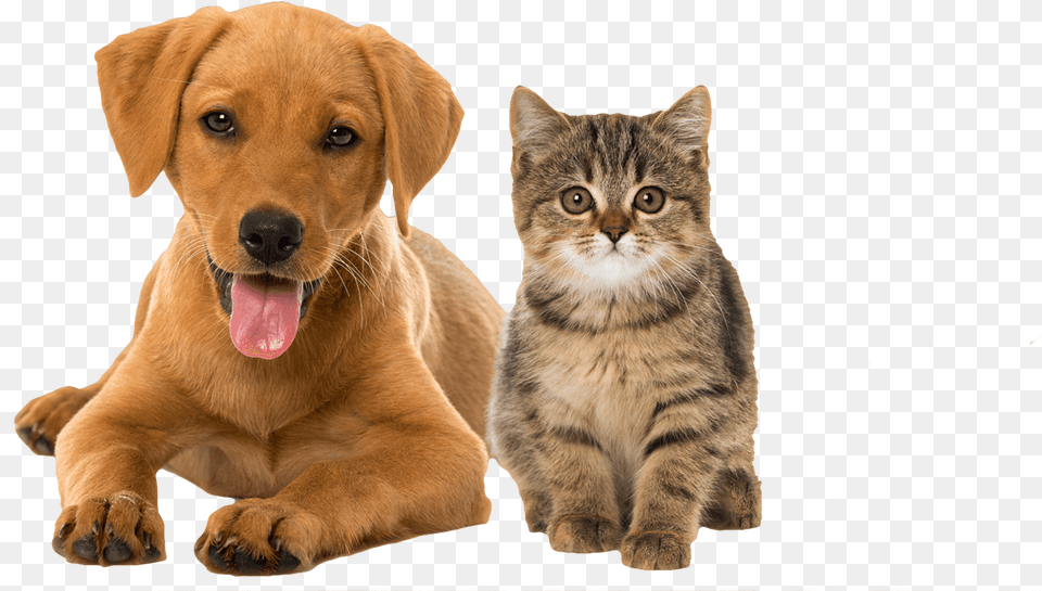 Premium Pet Care Valentines Day Puppies And Kittens, Animal, Canine, Dog, Mammal Free Png Download