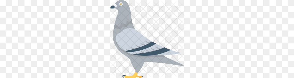 Premium Pigeon Icon Download, Animal, Bird, Dove Png