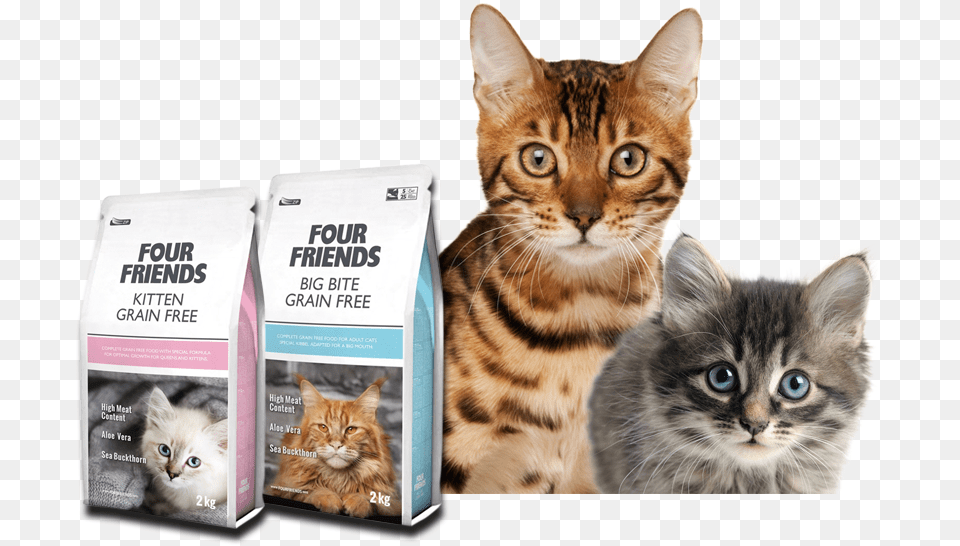 Premium Quality Cat Food Cat Food Banner, Animal, Kitten, Mammal, Pet Png