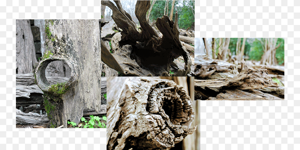 Premium Quality Driftwood Driftwood, Plant, Tree, Wood, Tree Trunk Free Transparent Png