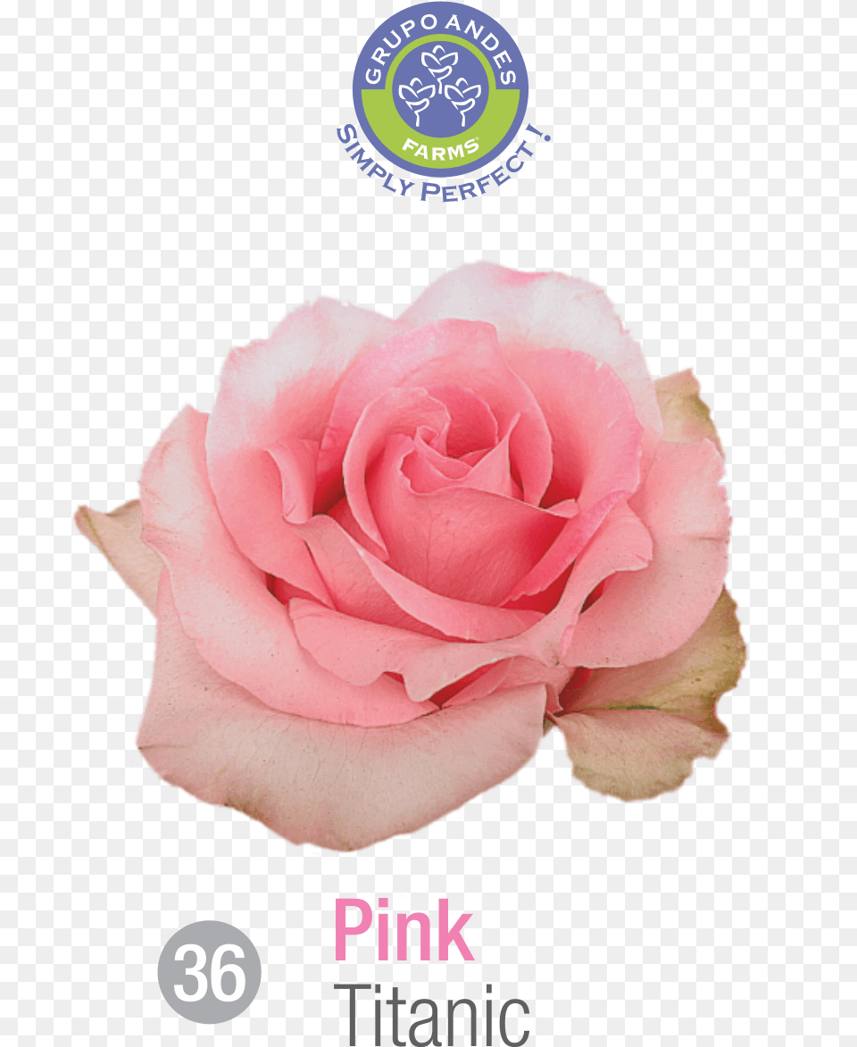 Premium Roses 2018 U2014 Grupo Andes Titanic, Flower, Petal, Plant, Rose Png