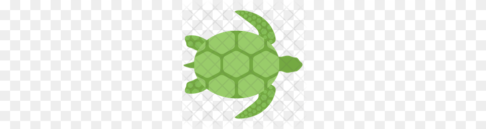 Premium Sea Turtle Icon, Animal, Reptile, Sea Life, Tortoise Free Transparent Png