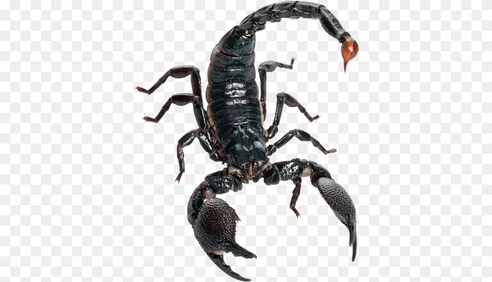 Premium Stock Photos, Animal, Insect, Invertebrate, Scorpion Png Image