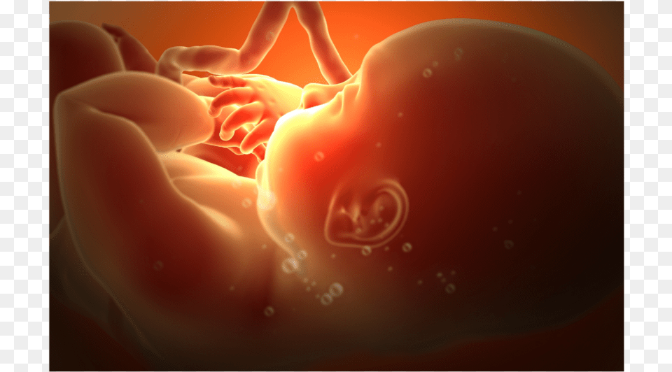 Prenatal Life, Body Part, Finger, Hand, Person Png Image