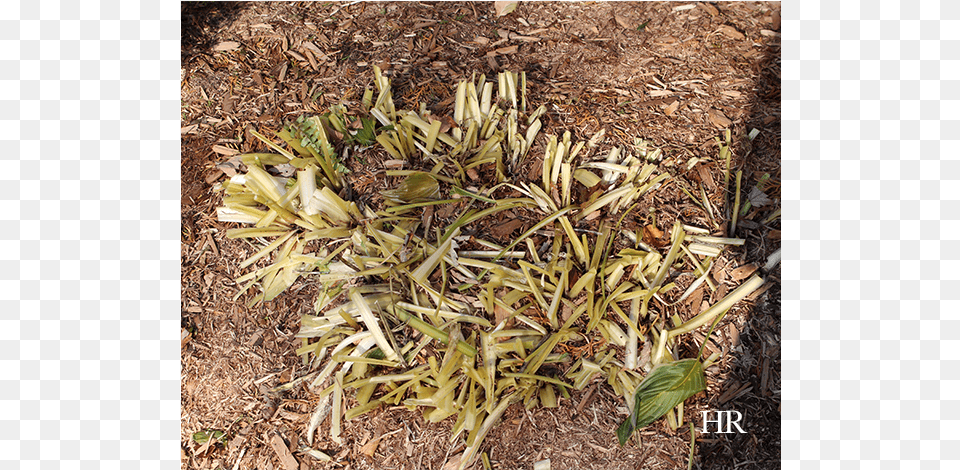 Preparing Hostas For Winter Hostas In Winter, Agavaceae, Plant, Soil, Food Png Image