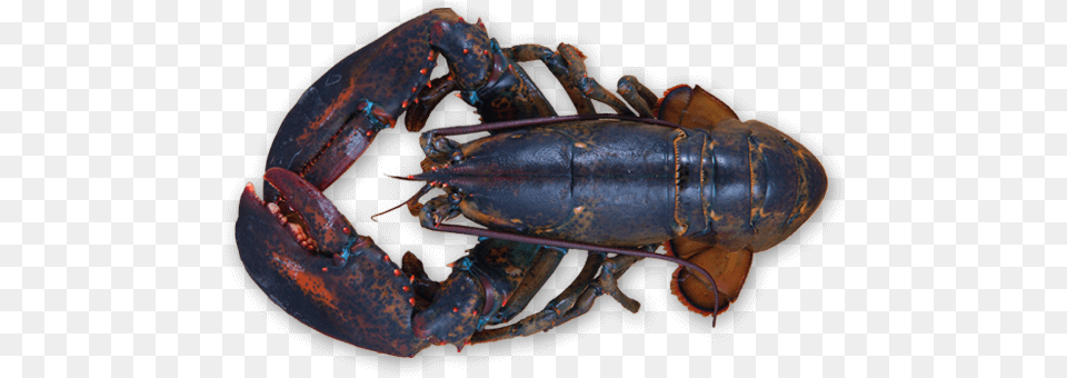 Preparing Maine Lobster Lob Ster, Animal, Food, Invertebrate, Sea Life Free Png