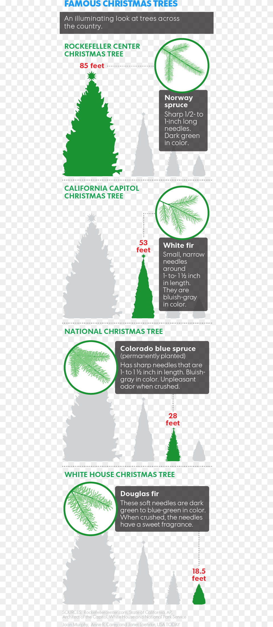 Prescott Christmas Tree Permit, Christmas Decorations, Festival, Adult, Male Free Transparent Png