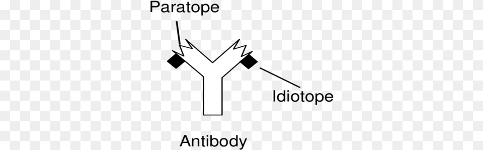 Presence Of Paratope And Idiotope On Antibody Paratope, Symbol Free Transparent Png