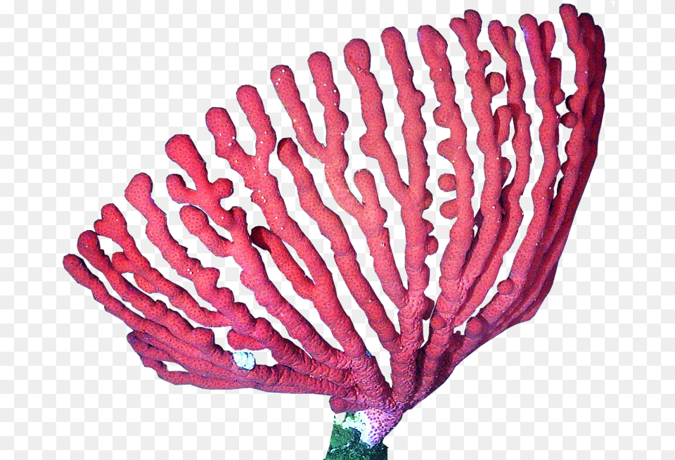 Presentation Name On Emaze Coral, Animal, Sponge Animal, Sea Life, Sea Free Png
